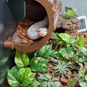 May include: A light-colored snake with iridescent scales rests inside a brown, 3D-printed, semi-cylindrical hide mounted to the side of a terrarium. The enclosure features coconut fiber substrate, various green leafy plants, and air plants.
