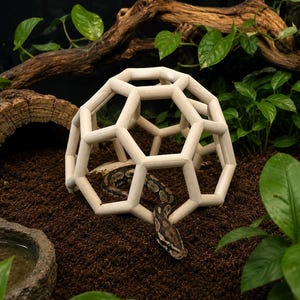 May include: A light-colored wooden geodesic dome climbing structure with a geometric lattice design. A brown and black patterned snake is positioned partially inside and partially extending out from beneath the wooden frame on dark soil.