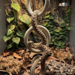May include: A brown and tan patterned snake is coiled through a vertical chain of three smooth, light-colored wooden rings. The snake is positioned within the center ring, with its body looping through the top and bottom rings in the enclosure.
