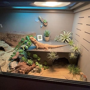 Natural Style Reptile Hide Cave, Elevated Basking Spot for Geckos, Lizards & Amphibians