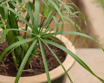 Umbrella Plant Cutting (Pre-Rooted): Easy Care Plant for House, Porch, Shade/Broken Sunlight