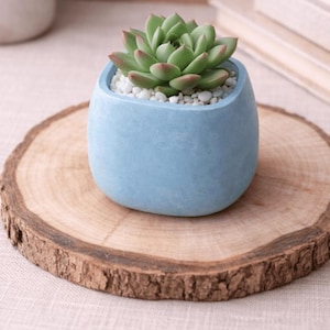Peut inclure: Un pot de fleurs bleu clair de forme carrée arrondie contenant une plante succulente verte aux pointes rougeâtres. La surface du terreau est recouverte de petits cailloux blancs. Le pot repose sur une tranche de bois naturel circulaire.