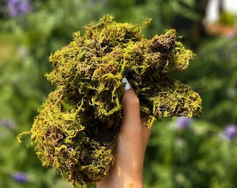 Forest Moss for Hamsters | 2 bags