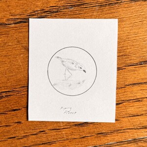 May include: A square white card featuring a circular graphite pencil drawing of a small bird standing on the ground. The bird is depicted in profile facing right. Below the circle, the text Piping Plover is written in neat, handwritten script.
