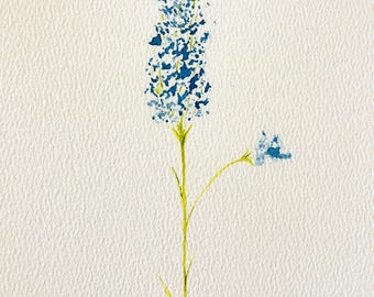 Acuarela de jacinto de uva
