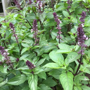 Thai Sweet Basil Live Plants in a Cup - 3-5" Tall - Ocimum basilicum var. thyrsiflora - Aromatic Culinary Herb - Rooted Starter Plants