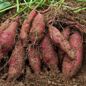 May include: A cluster of freshly harvested sweet potatoes with reddish-purple skin and attached fibrous roots, partially covered in dark brown soil. Green leafy vines extend from the top of the root vegetables, showing natural textures.