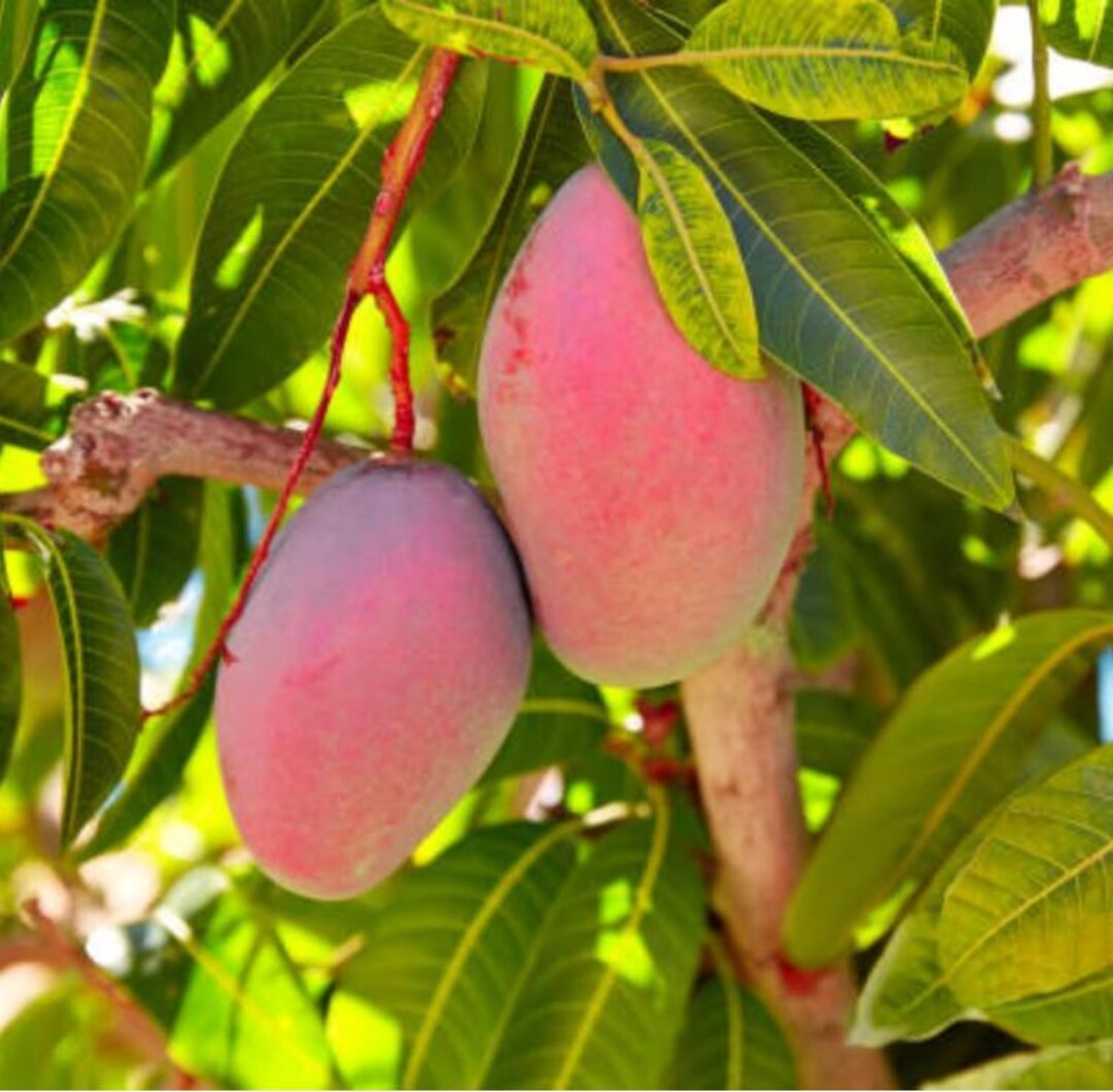 Irwin Dwarf Mango Starter Live Plant - 6-12