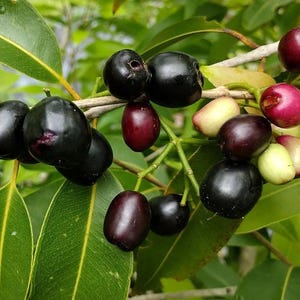 Black Java Plum Live Plant - 6-10" Tall - Syzygium cumini - Tropical Fruit Tree for Edible Gardens & Home Orchards - Ready to Plant