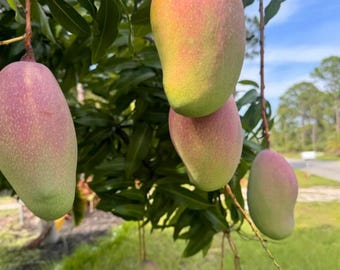 Set of  5 Valencia Mango Cuttings - Mangifera indica - Unrooted Mango Propagation Cuttings for Tropical Fruit Growers