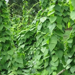 Grass Jelly Vine Live Plant - 5-9" Tall - 3" Pot - Mesona chinensis - Edible Herbal Vine for Home & Garden - Ready to Plant