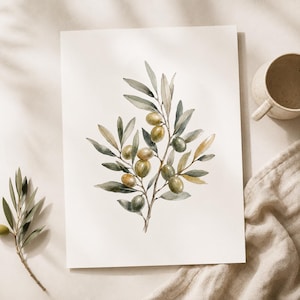 Könnte beinhalten: Ein Aquarell auf weißem Papier, das einen Olivenzweig mit grünen und gelben Oliven sowie schmalen, gedeckten grünen Blättern zeigt. Das Kunstwerk enthält detaillierte botanische Illustrationen der Früchte und des Laubs in einer Anordnung.