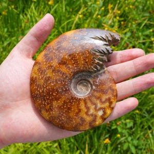 May include: A polished ammonite fossil featuring a spiral shell with intricate, dark brown, leaf-like suture patterns against a warm, golden-tan background. The fossil displays a smooth, glossy surface with a distinct, jagged, dark brown section.