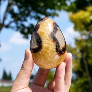 Puede incluir: Una piedra pulida en forma de huevo que presenta un interior cristalino de color amarillo dorado translúcido con prominentes inclusiones minerales curvas de color marrón oscuro que crean un patrón distintivo en la superficie lisa.