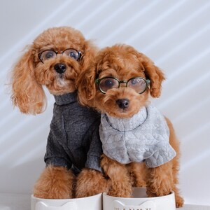 May include: Two brown poodles wearing jumpers and glasses. The left poodle wears a dark grey quilted jumper and sits behind a white bowl labelled OLIVER. The right poodle wears a light grey quilted jumper and sits behind a white bowl labelled WINKY.