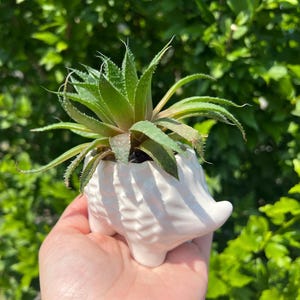 Hedgehog Succulent Planter Pot • Cute Animal Planters • Indoor Planter • Houseplant Pot • Gift for Her • Gardening Gifts