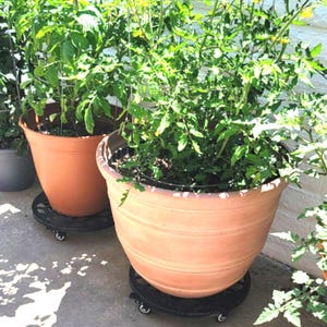 May include: Two large, terracotta-colored tapered plant pots containing green tomato plants with yellow flowers. Each pot sits on a circular black plant caddy featuring small swivel wheels for mobility, allowing the heavy containers to be moved easily.