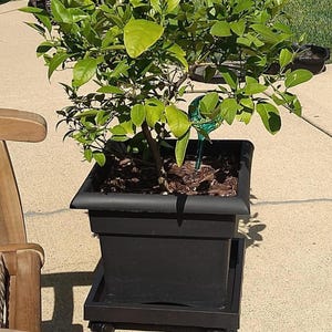 May include: A small citrus tree with vibrant green leaves planted in a square black plastic pot. The pot sits on a matching black square plant caddy with four small wheels. A translucent green glass watering globe is inserted into the soil.