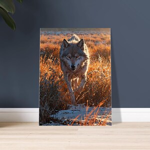 Könnte beinhalten: Ein vertikaler Wandkunstdruck, der einen grauen Wolf zeigt, der durch ein Feld aus hohem, goldbraunem trockenem Gras nach vorne läuft. Die Szene wird von warmem, tiefstehendem Sonnenlicht beleuchtet, mit weißen Schneeflecken auf dem Boden.