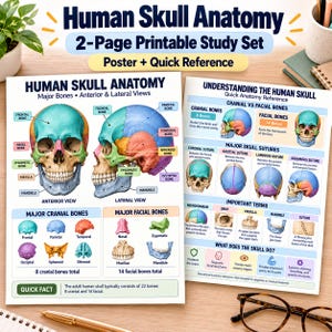 May include: A two-page printable study set titled Human Skull Anatomy featuring educational posters with labeled diagrams of cranial and facial bones, sutures, and anatomical terms in blue, green, orange, and pink color-coded sections.
