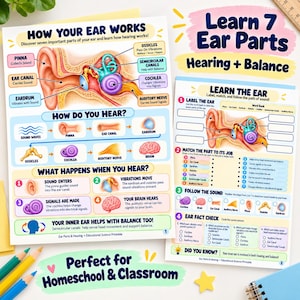 Ear Anatomy for Kids Printable: Parts of the Ear Poster and Worksheet ...