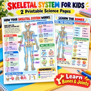 Puede incluir: Dos hojas de trabajo educativas de ciencias tituladas Skeletal System for Kids. Las páginas presentan una ilustración central de un esqueleto humano con huesos etiquetados, secciones que explican funciones óseas, tipos de articulaciones y actividades.