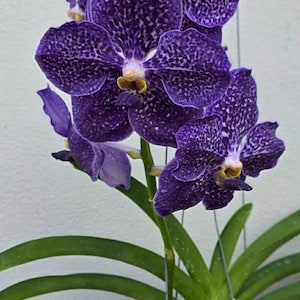 May include: A Vanda orchid plant featuring multiple deep purple flowers with white speckled patterns and yellow centers. The plant has long, thick, green leaves and is supported by thin, light-colored hanging wires.