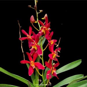 May include: A vibrant orchid plant featuring multiple star-shaped flowers with deep red petals and bright yellow centers. The plant has long, slender green leaves and a tall, thin stem with several unopened buds at the top against a black background.