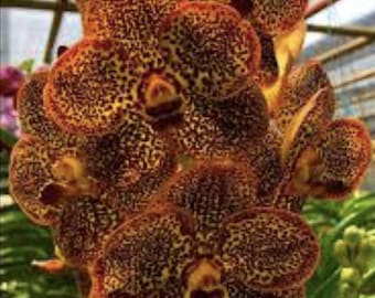 Orchidée Vanda Somsri Gold x « Warut Leopard » | Établi sur une monture en écorce de liège haut de gamme | Croissance active des racines