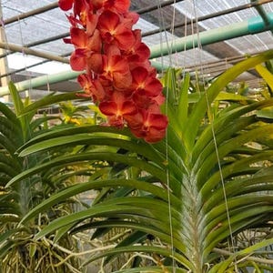 May include: A vibrant Vanda orchid plant featuring a tall, dense cluster of deep red-orange flowers. The plant has long, thick, strap-like green leaves arranged in a fan shape and numerous exposed, pale, dangling aerial roots hanging down.