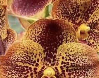 Suwannaphum Butterfly Hybrid Vanda Orchid in Spike