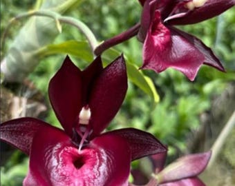 Storczyk hybrydowy Catasetum Susan Fuchs – W KŁOSIE! Żywa roślina w przezroczystej doniczce z otworami, z mieszanką wysokiej jakości kory Orchiata, torfowca i węgla drzewnego