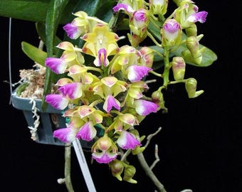 Híbrido raro de Aerides (Houlletiana x Tracy Red Lip), orquídea fragante montada.