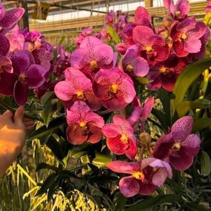 May include: A cluster of vibrant magenta and purple Vanda orchids featuring speckled petals and bright yellow centers. The flowers are suspended in a greenhouse setting with long, dangling green roots visible beneath the blooms.