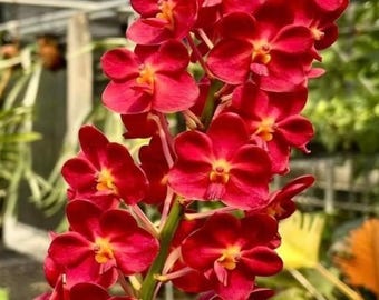 Vanda Oreas Schönheit – Große, auf einer Korkplatte aufgebundene Vanda-Orchidee, mit etablierten Luftwurzeln, exakte Pflanze