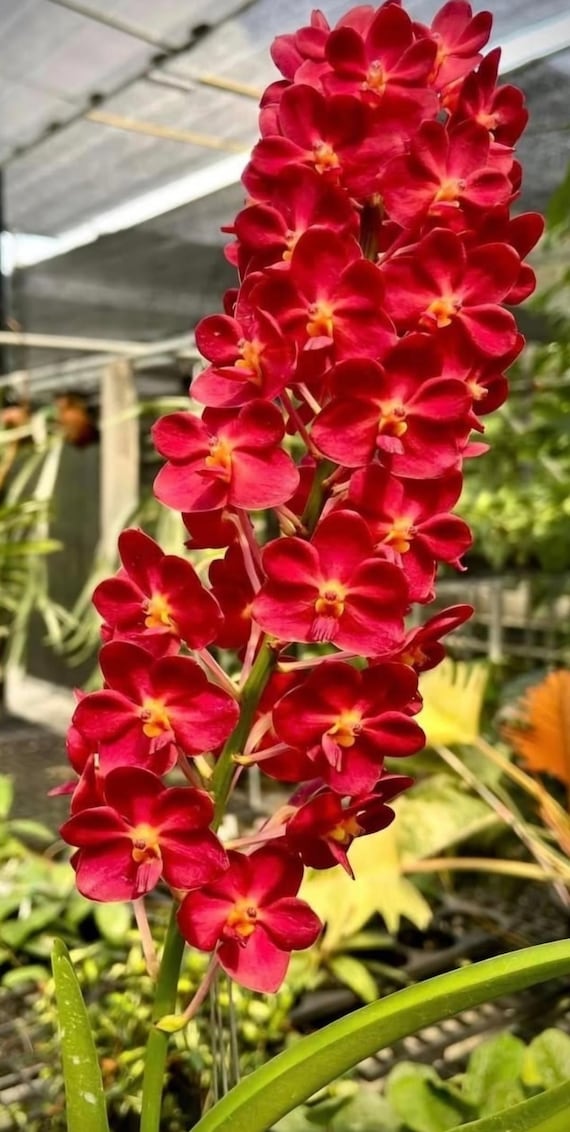 Vanda Orea's Beauty – Large Mounted Vanda Orchid with New Growth / Keiki, on Cork Slab, Established Aerial Roots, Exact Plant