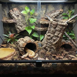 May include: A glass terrarium enclosure featuring a light-colored snake resting inside a hollow cork log. The habitat includes a textured rock-like background, green leafy plants, a shallow water dish, mossy substrate, and additional cork bark pieces.