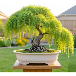 Pode incluir: Um bonsai de salgueiro-chorão com folhagem verde-clara vibrante e um tronco grosso, texturizado e retorcido. A árvore está plantada num vaso de cerâmica branco, raso e oval, que assenta num suporte de madeira. As raízes são visíveis acima do solo.