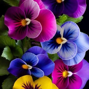 May include: A cluster of vibrant pansy flowers featuring a variety of colours including bright yellow, deep purple, magenta, and blue. Each flower displays a distinct central eye with dark radiating lines and green leaves against a black background.