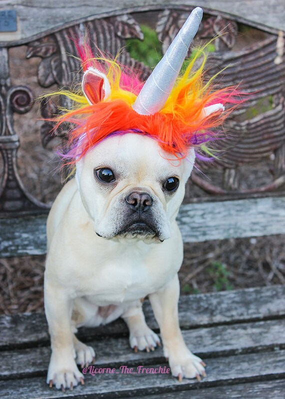 Items similar to MAGICAL UNICORN DOG Photo, French Bulldog Print