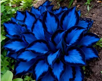 Hosta Bare Roots, Perennial Shade Plant, Ornamental Foliage, Garden Border Landscaping