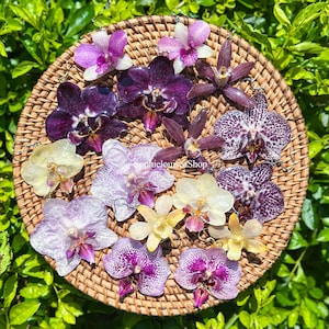 May include: A collection of orchid-shaped earrings arranged on a round woven wicker tray. The earrings feature various colors including deep purple, light lavender, speckled white, and pale yellow, each with a metal hook for attachment.