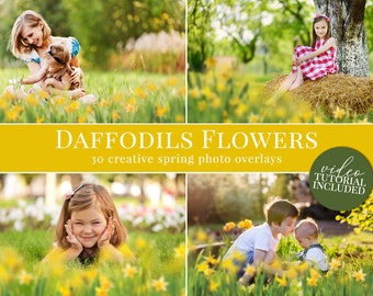 Frühling Foto-Overlays "Daffodils Blumen", kreative Narzissen Foto-Overlays für Photoshop, Aktionen für Fotografen, Frühling Minis