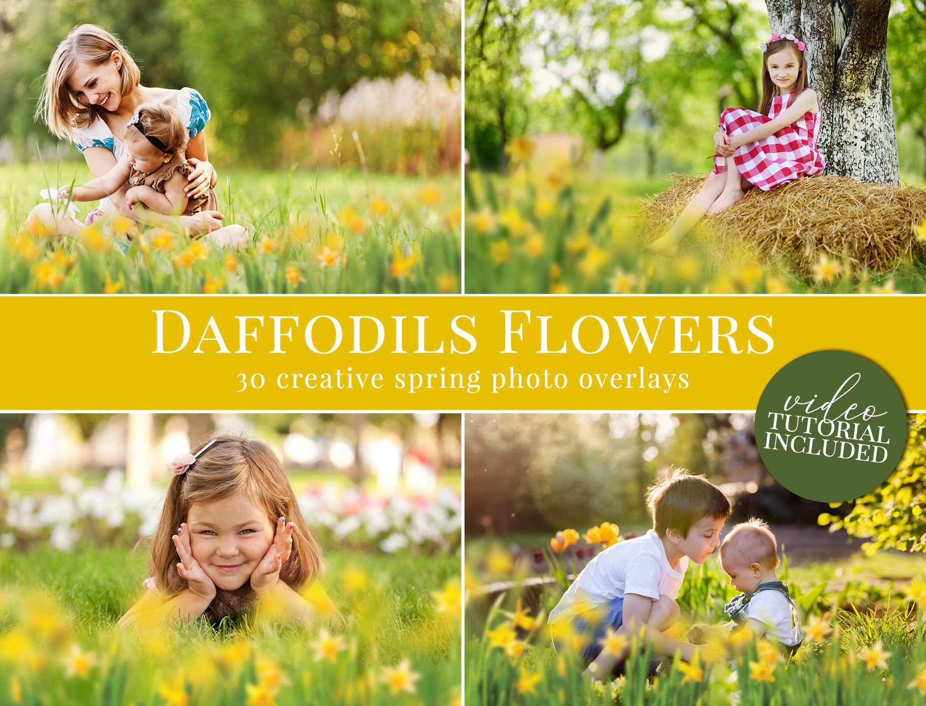 Spring Photo Overlays "daffodils Flowers", Creative Narcissus Photo ...