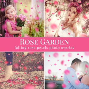 Petal photo overlays "Rose Garden", falling pink rose petals photo overlay, Valentine's Day atmosphere, photo overlays for Photoshop