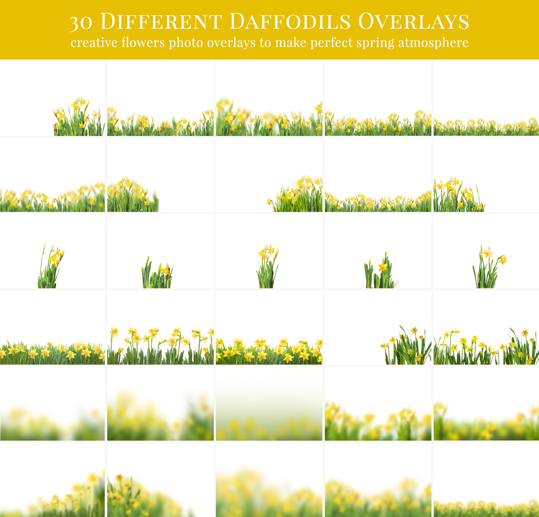 Spring Photo Overlays "daffodils Flowers", Creative Narcissus Photo ...