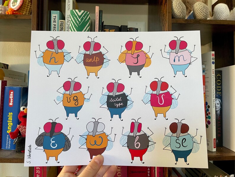 May include: A white background with 10 cartoon flies, each with different colored bodies and wings. Each fly has a letter or word on its body, including 'h', 'antp', 'y', 'm', 'vg', 'wild type', 'u', 'e', 'w', and 'se'.