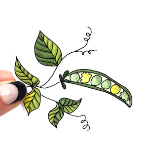 May include: A green pea pod with a vine and leaves. The pea pod is open and has several green peas with yellow faces inside.