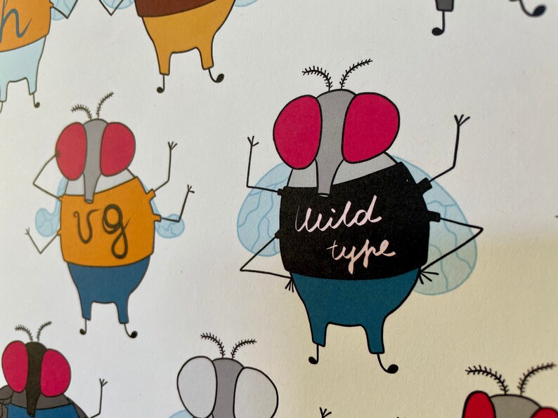May include: A cartoon illustration of flies wearing different shirts. One fly is wearing a shirt that says "wild type".