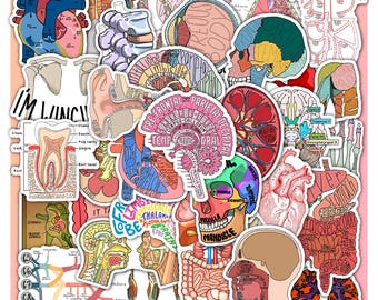 Anatomy Diagram Sticker Sheet – Waterproof Vinyl Decals 40 designs (4 Full Sheets).